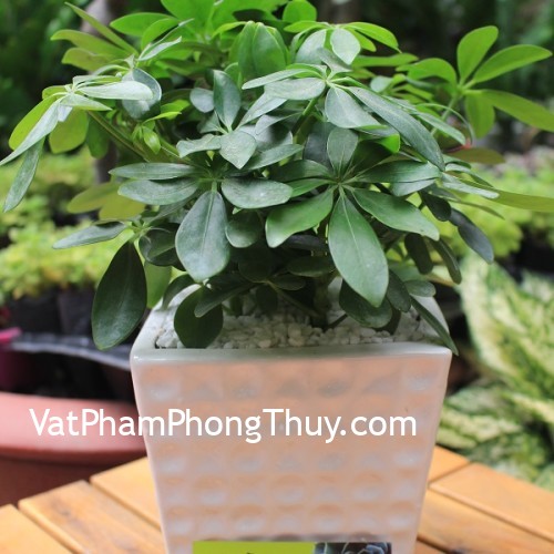 Chọn cây cảnh cho 12 con giáp giúp tiền vào như nước