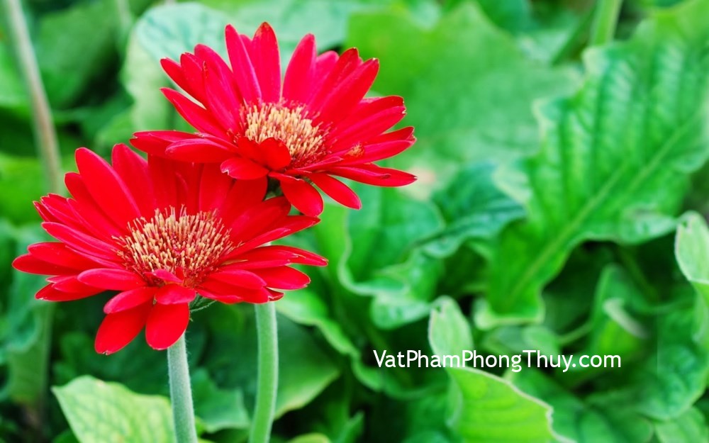 Đầu năm trong nhà trồng cây này thì cả năm phát lộc không lo thiếu tiền