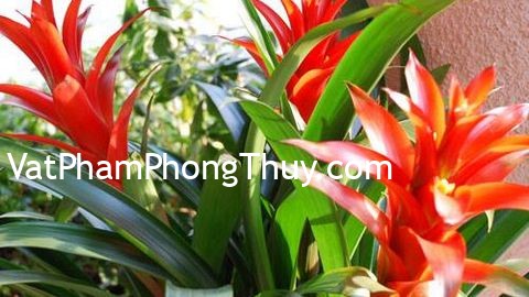Cây dứa cảnh nến đỏ - Loại cây mang ý nghĩa may mắn, thịnh vượng cho dịp Tết Nguyên đán