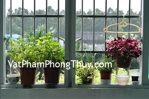 Cách chọn hoa trồng hợp hướng ban công đem lại may mắn