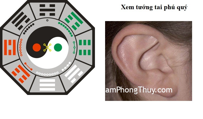em tướng tai thỏ đoán tính cách và vận mệnh đời người