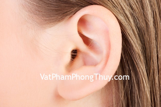 Tướng tai tròn xem tính cách và số phận một người