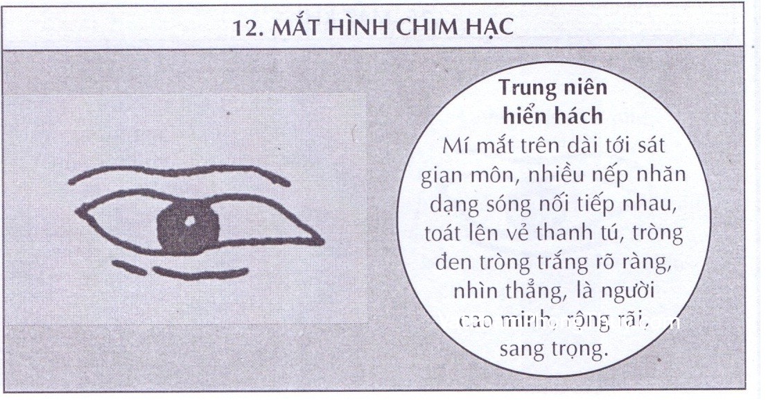 em tướng người mắt hạc đoán tính cách và vận mệnh.