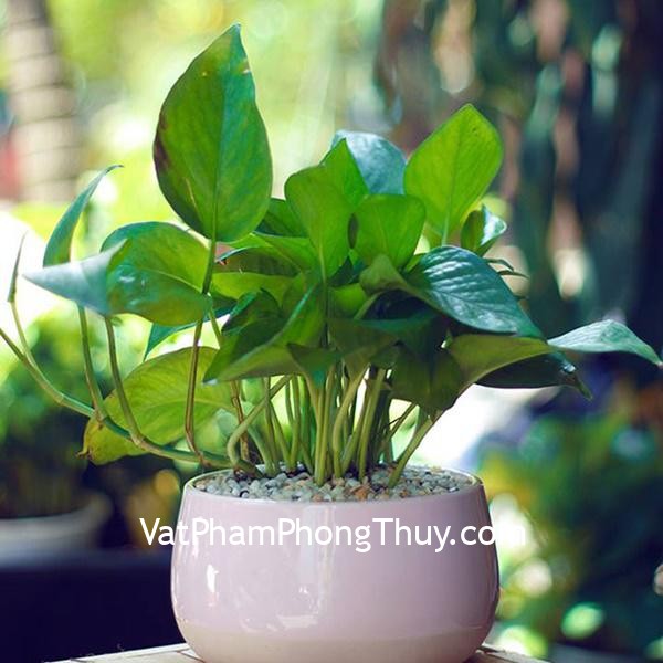 Không được để những thứ này trên bàn làm việc nếu không muốn sự nghiệp tiêu tán