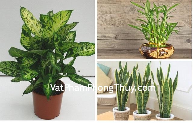Những việc nên và không nên khi trồng cây phong thủy trong nhà