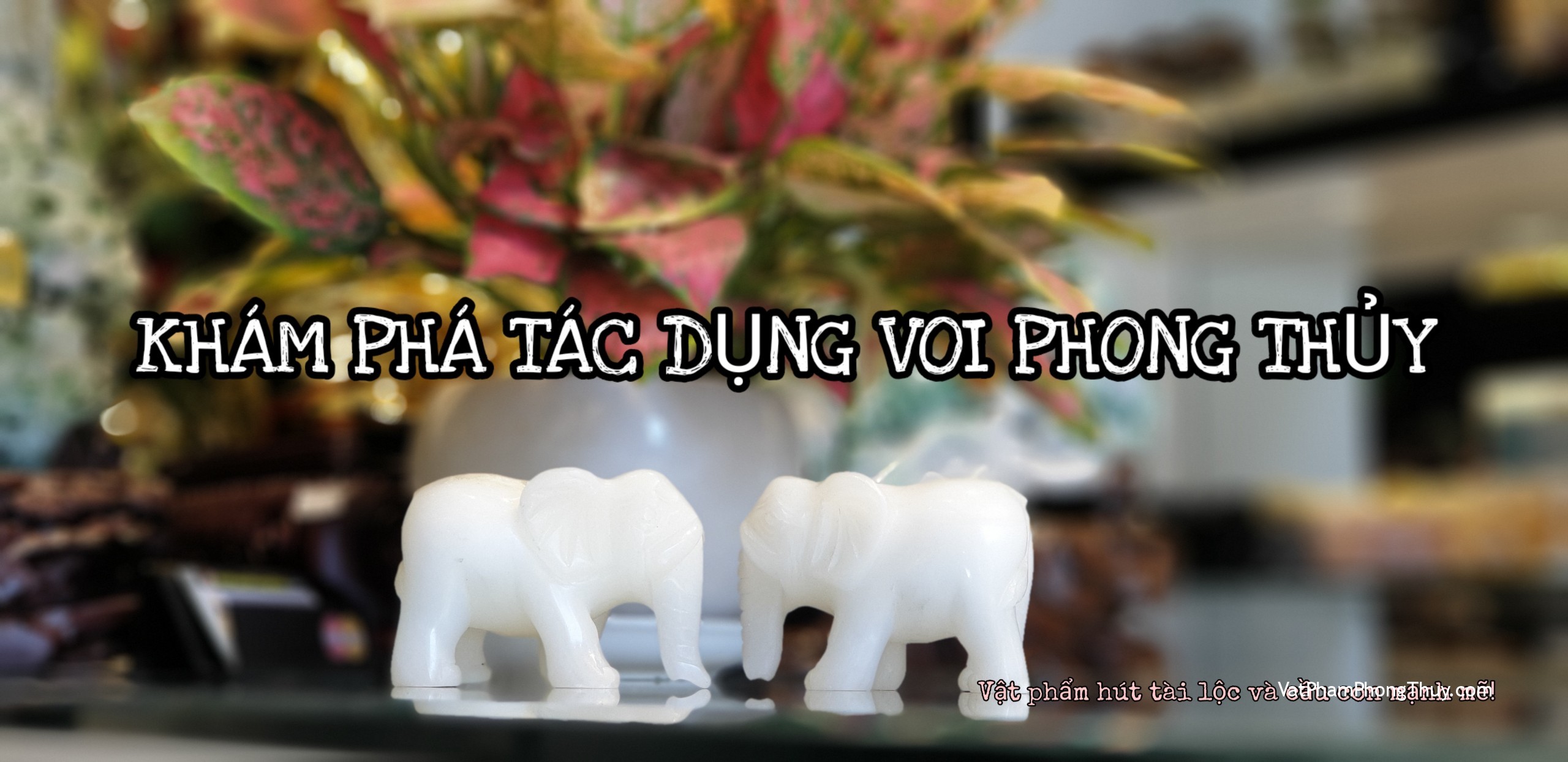 [Video] Khám phá voi phong thủy - vật phẩm hút tài lộc và cầu con mạnh mẽ| Ep22 [Tỉ Tỉ Chuyện Phong Thủy]