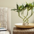 Bamboo plant on side table by sofa