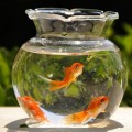 2-pcs-lot-fish-bowl-transparent-glass-vase